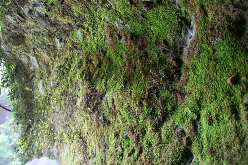 Nieuw-Zeeland 2011 - 0576